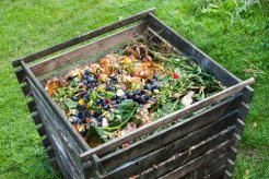 Compost frais